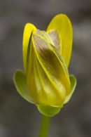 Celandine