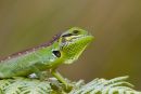Garden_Lizard