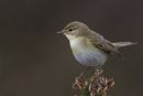 Willow Warbler