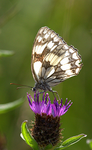 Marbled_White_Butterfly_2