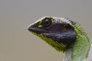 Black _Lipped_Lizard