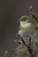 Willow Warbler