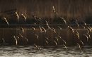 Godwits and Dunlin