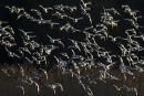 Avocets