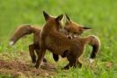 Playing Red Fox Cubs
