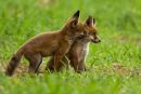 Fox Cubs Playing