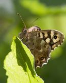 Speckled Wood Butterfly