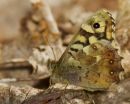 Speckled Wood Butterfly