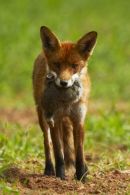 Adult Fox With Prey