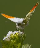 Male Orange-tip Butterfly