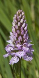 Heath Spotted Orchid