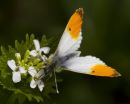 Male Orange-tip