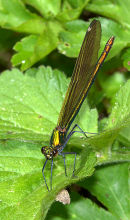 Female_Demoiselle_2