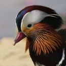 Mandarin Drake
