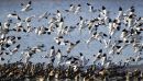 Avocets