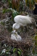 Feeding_Intermediate_Egret_Family