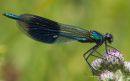 Nale Banded Demoiselle