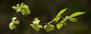 Hornbeam