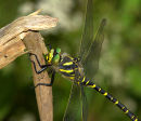 Golden-ringed_Dragonfly_2