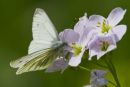 Green-veined White