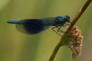 Male Banded Demoiselle