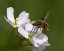 Bee Fly