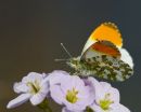 Male Orange-tip Butterfly
