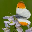 3 of 4 BWPA 2011 Spring Portfolio Images - Highly Commended