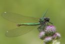 Female Banded Demoiselle