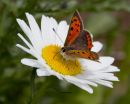 Small Copper