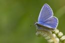 Mlae Common Blue Butterfly