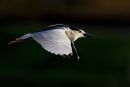 Black-crowned_Night_Heron