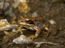 Tiny_Toad