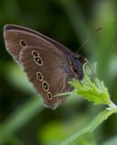 Ringlet