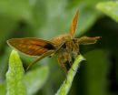 Skipper
