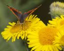 Small Copper