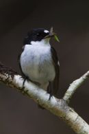 Male_Pied_Flycatcher