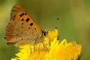Small Copper