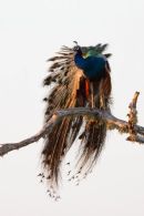 Early_Morning_Peacock