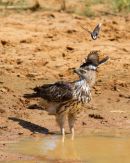Changeable_Hawk_Mobbed_By_Magpie_Robins