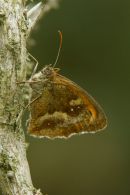 Gate_Keeper