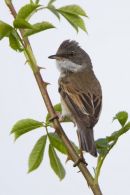 Whitethroat