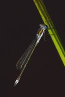 Emerald Damselfly