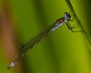 Emerald Damselfly