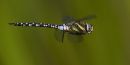 Migrant Hawker in Flight Flying