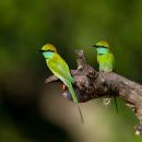 Green_Bee-eater