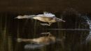 Mute Swan
