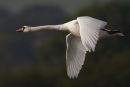 Mute Swan