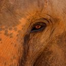 Asian_Elephant