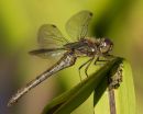 Common Darter